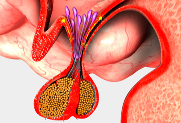 2019年第9届阿联酋糖尿病与内分泌大会（EDEC）