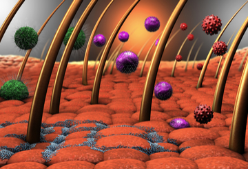 2016年第53届美国皮肤病理学协会年会（ASDP）