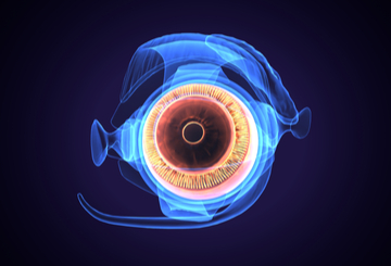 2019年第29届美国青光眼学会年会（AGS）