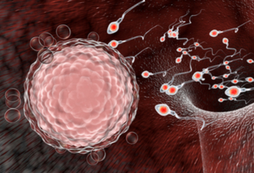 2019年第66届生殖研究协会年度科学会议(SRI)