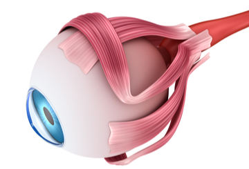 2019年第45届北美神经眼科学会年会（NANOS）
