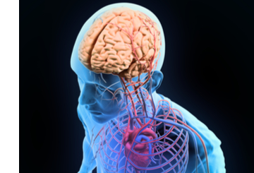 2021年第20届国际头痛学会大会双年会（IHC)