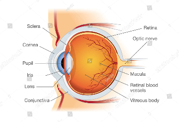 2021年眼药理学和眼保健国际会议（ICOPEC）