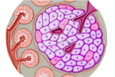 2020年第25届国际肥胖和代谢疾病国际联合会(IFSO)会议延期更新