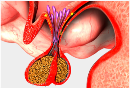 2020年第9届欧洲内分泌外科医师学会双年会（ESES)延期更新