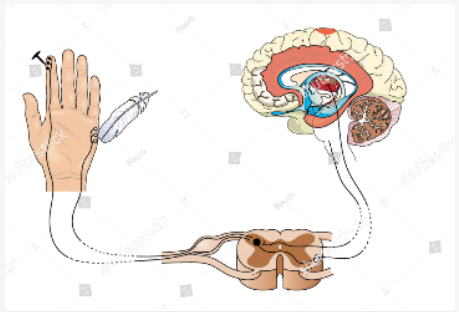 2020年心胸血管麻醉学国际峰会（ISCVA）暨中国心胸血管麻醉学会年会延期更新